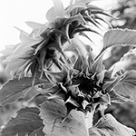 Sunflower 05