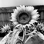 Sunflower 06