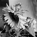 Sunflower 08