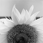Sunflower 09
