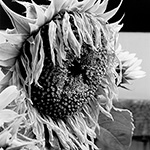 Sunflower 12