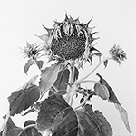 Sunflower 13