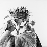 Sunflower 16