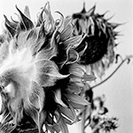 Sunflower 17